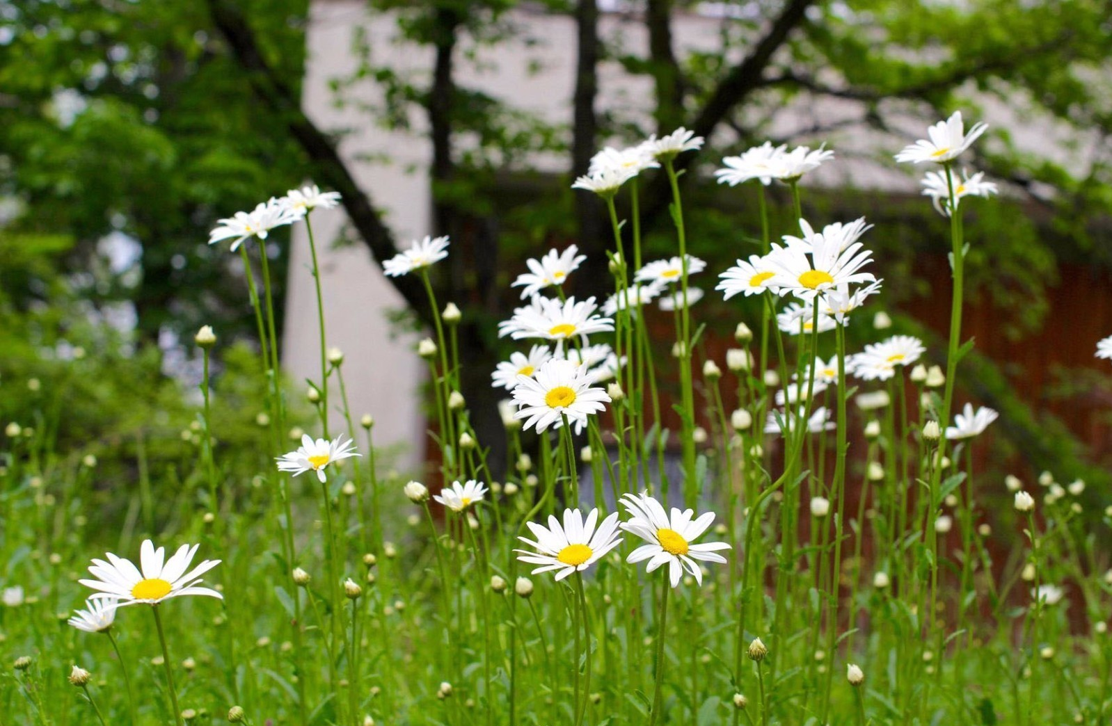 采一束雏菊带回家